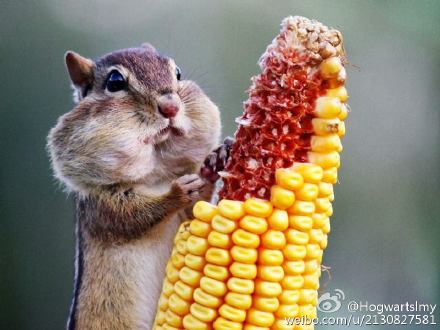 然并卵的吃货重生系统